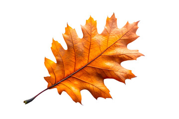 A single vibrant orange oak leaf with intricate veins, isolated on a transparent background, representing the beauty of autumn