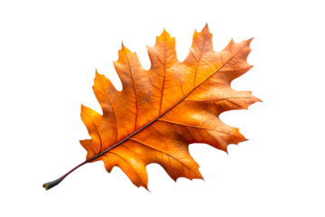 A single vibrant orange oak leaf with intricate veins, isolated on a transparent background, representing the beauty of autumn