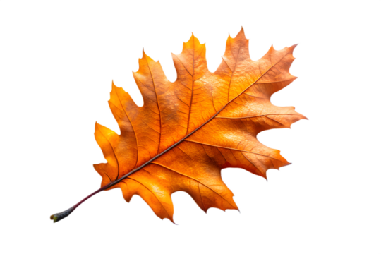 A single vibrant orange oak leaf with intricate veins, isolated on a transparent background, representing the beauty of autumn