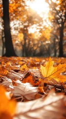 Foliage in the park. Autumn fall leaves of maple trees. Autumn fall leaves in sunlight. Natural autumn background. Autumnal background. Foliage, falling leaves background. Autumn leaf. Autumnal mood.