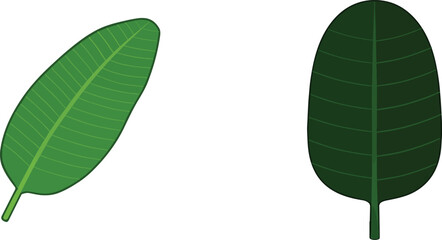 Banana Leaf Vector Icon - Traditional kerala Food and Tropical Design