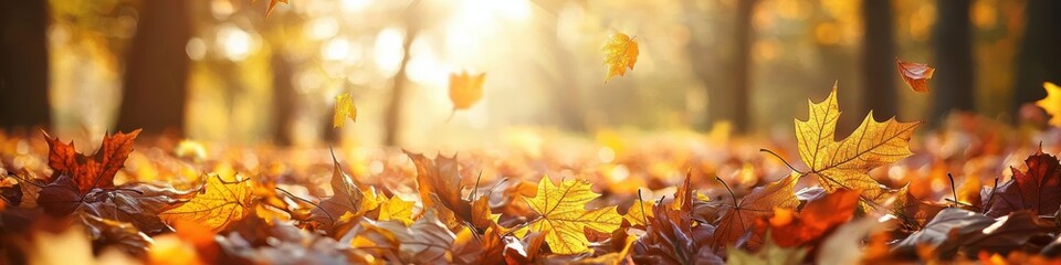 Foliage in the park. Autumn fall leaves of maple trees. Autumn fall leaves in sunlight. Natural autumn background. Autumnal background. Foliage, falling leaves background. Autumn leaf. Autumnal mood.