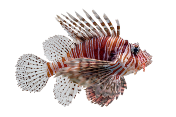 Red lionfish isolated on black background
