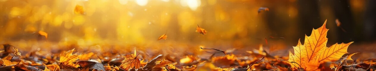 Foliage in the park. Autumn fall leaves of maple trees. Autumn fall leaves in sunlight. Natural autumn background. Autumnal background. Foliage, falling leaves background. Autumn leaf. Autumnal mood.