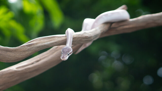 Ball Python Climbing on Branch