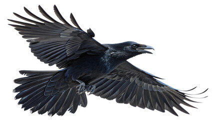 Flying raven image black bird wildlife photography birdwatching raven species corvus raven bird in flight