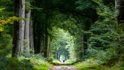 Serene Forest Path with Abundant Greenery Light