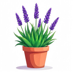 Lavender bush in a pot