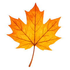 Fototapeta premium Autumn maple leaf watercolor painting isolated on transparent background