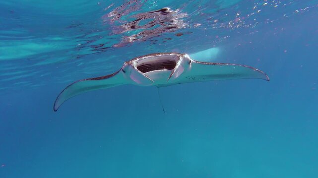 Manta rays swimming in the blue sea