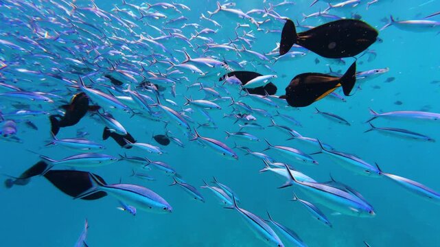 Fish swim in the Blue Sea by the thousands