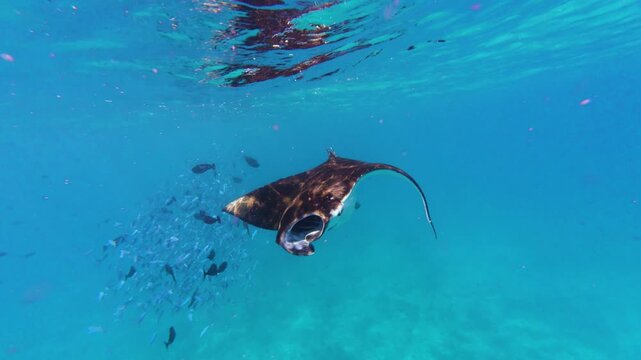 Manta Ray Swimming on the Surface of the Blue Sea and hundreds fish