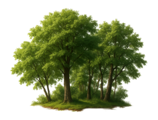 A small cluster of lush green trees with thick foliage, creating a serene and natural scene on transparent background.