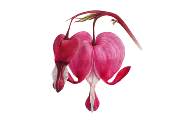 Close up of a bleeding heart flower on black background.