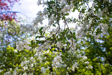 close-up of a beautiful flower
apple tree in the garden
