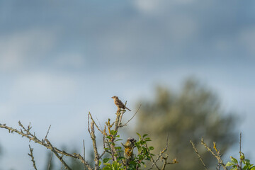Small young house sparrow on an organic tree 2025
