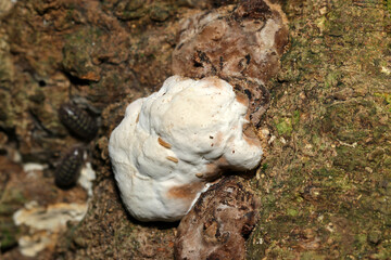 硬くて白いメレンゲのようなマンネンタケ属キノコ幼菌（アウトドアフィールド菌＆キノコ類マクロ撮影）