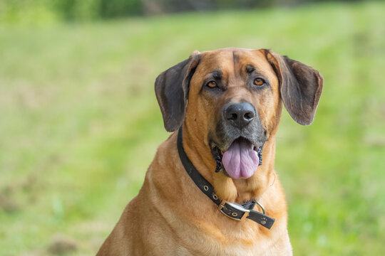 Danish Broholmere mastiff jumping and playing on the lawn 2025