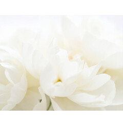 Fototapeta premium A white flower arrangement with four flowers on a white background 