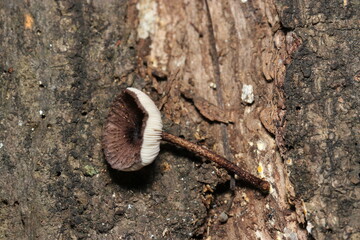 雑木林地面にベージュと焦げ茶色のキツネノカラカサキノコ背面ヒダと柄（自然環境下菌界マクロ撮影）