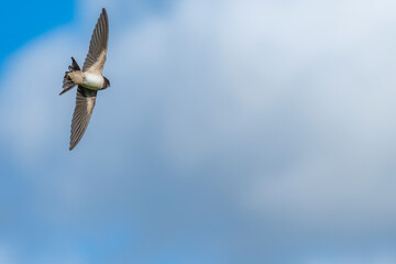 Swallows plunging into attack after insects 2025
