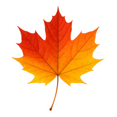 Obraz premium Vibrant maple leaf autumn colors isolated on transparent background