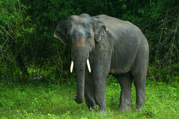 Fototapeta premium An elephant photographed in Bandipur National Park (Karnataka, India)