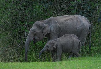 Elephant family drinking water from a water hole in Bandipur National Park, India © Sandipan