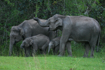 Elephant family drinking water from a water hole in Bandipur National Park, India © Sandipan