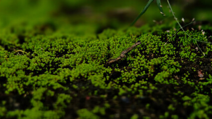 Macro shot vibrant green moss growing on dark, textured surface, likely soil or rock. Moss forms dense, carpet-like layer, with tiny individual fronds visible in sharp focus in center of frame.