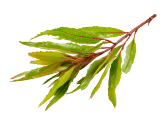 willow bark medical herb isolated on white background , PNG