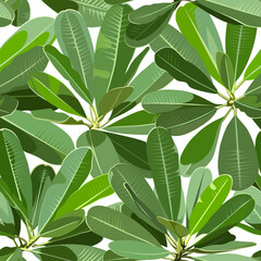 Seamless pattern with green tree. Plumeria isolated on a black background. Desert and tropical houseplants. 