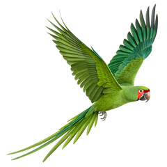 Stock image of a green parrot flying with wings spread isolated on a black background for graphic design