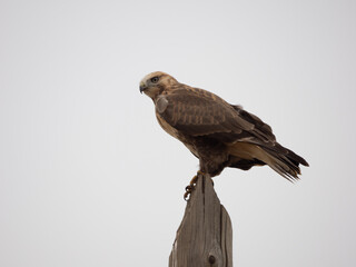 Upland Buzzard