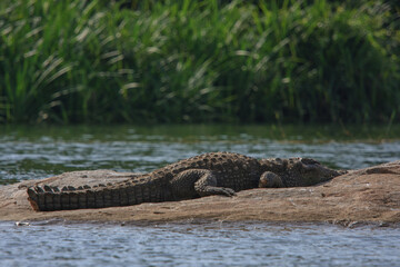 A Mugger Crocodile basking in the sun at Ranganathittu Bird Sanctuary (Karnataka, India)