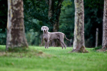 weimaraner shorthair dog