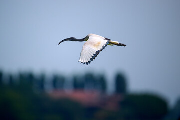 african sacred ibis or threskiornis aethiopicus in piemont italy