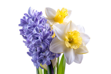 Obraz premium Spring flowers hyacinth daffodils bouquet nature beauty