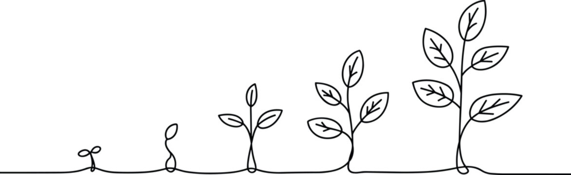 Plant growth stages in continuous line drawing seedling