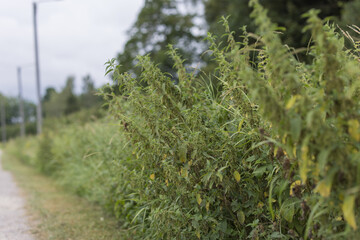 Close-up of Stinging nettles growing wild along rural roadside during a beautiful Finnish summer evening - Frog Perspective view