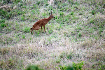 roebuck in italy