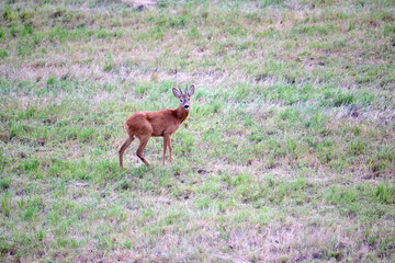 roe deer in the forest