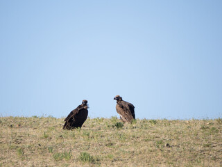 Cinereous Vulture