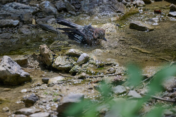 jay taking a bath at a thermal bath in italy