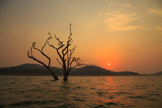 Wonderful sunset view of Bhadra reservoir during evening boating with Cormorants sitting on a tree half submerged in the lake.