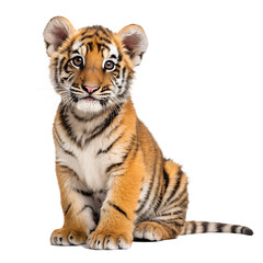 Obraz premium Adorable tiger cub image download cute tiger cub pictures baby tiger photos tiger cub wallpaper free download