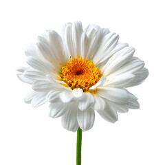 White Daisy Flower on Black Background