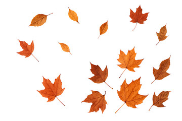Autumn maple leaves scattered isolated on transparent background