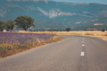 Scenic winding road through lavender fields under a clear sky in the countryside during late afternoon