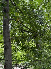 Fototapeta premium trees in the forest